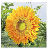 Marde Ross & Company Double Sun sunflowers petals close-up for vibrant borders.