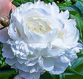 Marde Ross Duchess De Nemours peony with double white blooms for stunning borders.