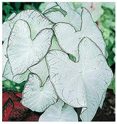 Marde Ross Fancy Leaf Caladium Moonlight bulbs ready for vibrant garden color.