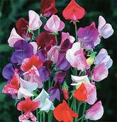 Marde Ross fragrant sweet pea seeds pack for a scented garden.