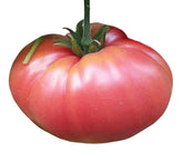 Marde Ross German Johnson seed pack ready for planting in home gardens, great for large, flavorful tomatoes.
