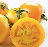 Marde Ross Golden Jubilee seeds pack for home planting, flavorful yield.