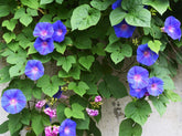 Marde Ross Grandpa OTT seeds produce purple morning blooms for cottage gardens.