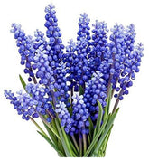 Marde Ross & Company Muscari Armeniacum bulbs ready for fall planting.