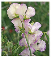 Marde Ross High Scent Sweet Pea seeds packaging with fragrant blooms.