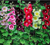 Marde Ross Hollyhock seeds pack, vibrant mixed colors for long-blooming sunny borders.