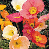 Marde Ross Iceland Poppies seeds in pink and red for vibrant garden color.