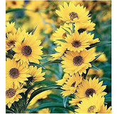 Marde Ross Maximilian Sunflower Seeds packet for pollinator-friendly sunny borders