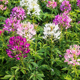 Marde Ross & Company mixed cleome seeds for dramatic back-border display.