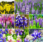 Marde Ross Mixed Lupines colors bloom in vibrant spires for sunny borders.