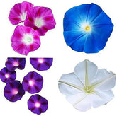 Marde Ross & Company morning glory mixed colors blooming along fences for dramatic vertical color.