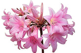 Marde Ross Naked Ladies Amaryllis bulbs—set of 3 ready for planting in sunlit beds.