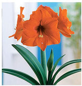 Marde Ross & Company orange sovereign amaryllis bulb ready for planting for seasonal color.