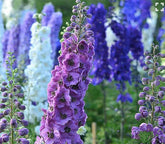 Marde Ross Pacific Giant Delphinium mixed blooms ideal for cutting