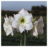 Marde Ross Picasso Amaryllis close-up of white petals with pink edges for elegant indoor displays.