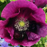 Marde Ross Purple Breadseed Poppy Seeds pack ready for sunlit beds