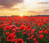 Marde Ross Red Flanders poppy seeds pack for easy garden planting.