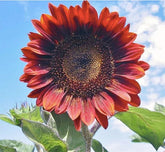 Marde Ross Red Sun sunflower seeds in a 50-pack for bright border color
