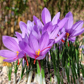 Marde Ross saffron crocus corms, large 10 cm size, ready for planting.