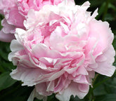 Marde Ross Sarah Bernhardt pink peony bare root with 3-5 eyes for spring planting.