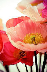 Marde Ross Shirley Poppy seeds 50k pack for vibrant outdoor beds.