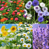 Meekear 5 Kit Shasta Daisy seed packets for indoor windowsill gardening.