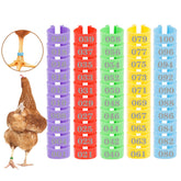 Mewtogo 16mm chicken leg rings in bright colors for quick flock identification.