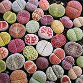 Micro Landscape Design lithops seed pack 50 ready for germination and careful cultivation.