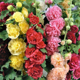 Mixed Hollyhock Seeds produce colorful blooms for a vertical garden backdrop.
