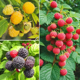 Mixed raspberry seeds front pack for home planting and fresh berry harvest.