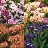 Mixrug 1000+ Limonium Statice pastel seeds front view, ideal for vibrant borders and summer color