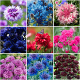 Mixrug 1007+ cornflower seeds bloom close-up, vibrant blue tones for sunny borders