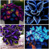 Mixrug mixed coleus seeds packaging for colorful shade plantings