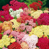 Mixrug 1500+ Yarrow Moonshine seeds pack for outdoor borders with pastel blooms.