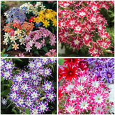 Mixrug 1508+ Creeping Phlox seeds for planting forming ground cover