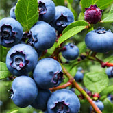Mixrug 200+ blueberries seeds pack shot for outdoor planting