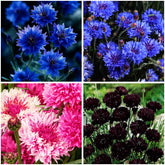 Mixrug 2027+ mixed cornflower seeds pack for sun borders and color versatility.