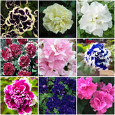Mixrug 300+ double petunia seeds pack ready for home garden planting.