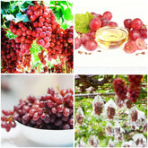 Mixrug 50+ organic red grape seeds packet for home gardening with multiple vine options