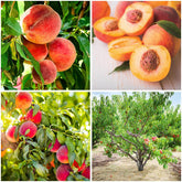Mixrug 5+ Organic Peach Seeds Pack for home garden planting.