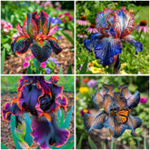 Mixrug 75+ Mix Iris Seeds show dwarf blooms for vibrant border gardens.