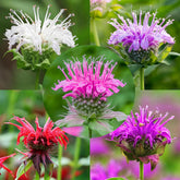 Mixrug 998Plus Monarda seeds seed pack boosts pollinator-friendly color in the garden