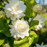 Mixrug Arabian Jasmine seeds packet closeup for easy planting and fragrant blooms.
