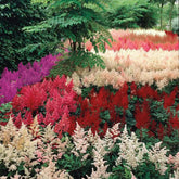 Mixrug astilbe seeds mixed pack supports vibrant shade garden color.