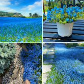 Mixrug blue creeping thyme seeds form a dense ground cover for gardens.