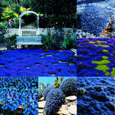 Mixrug Blue Woolly Thyme seeds form a dense ground cover mat