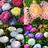 Mixrug chrysanthemum seeds show mixed color blooms for vibrant garden borders.