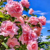 Mixrug climbing gardenia seeds pack shows non GMO heirloom seeds for vibrant outdoor blooms.