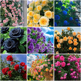 Mixrug climbing-rose-seeds ready to plant for vertical blooms in garden.
