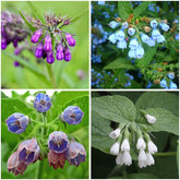 Mixrug comfrey seed pack close-up with abundant seeds for hardy planting and a resilient border.